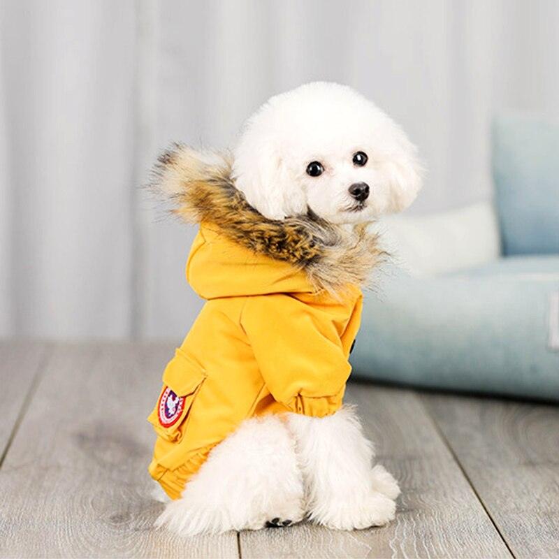 Small white dog wearing a yellow winter coat with fur-lined hood