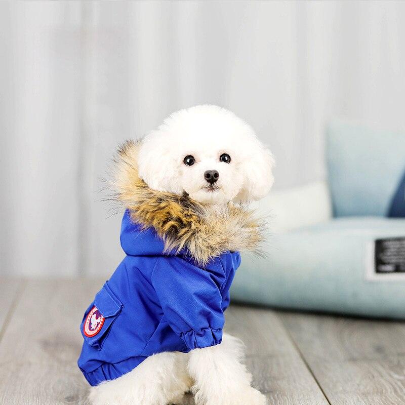 Small white dog wearing a blue winter coat with fur-lined hood