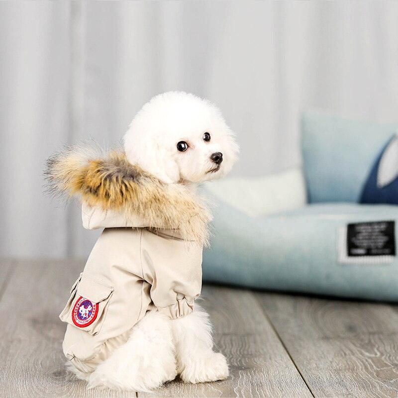 Small white dog modeling a blue winter coat with fur-lined hood