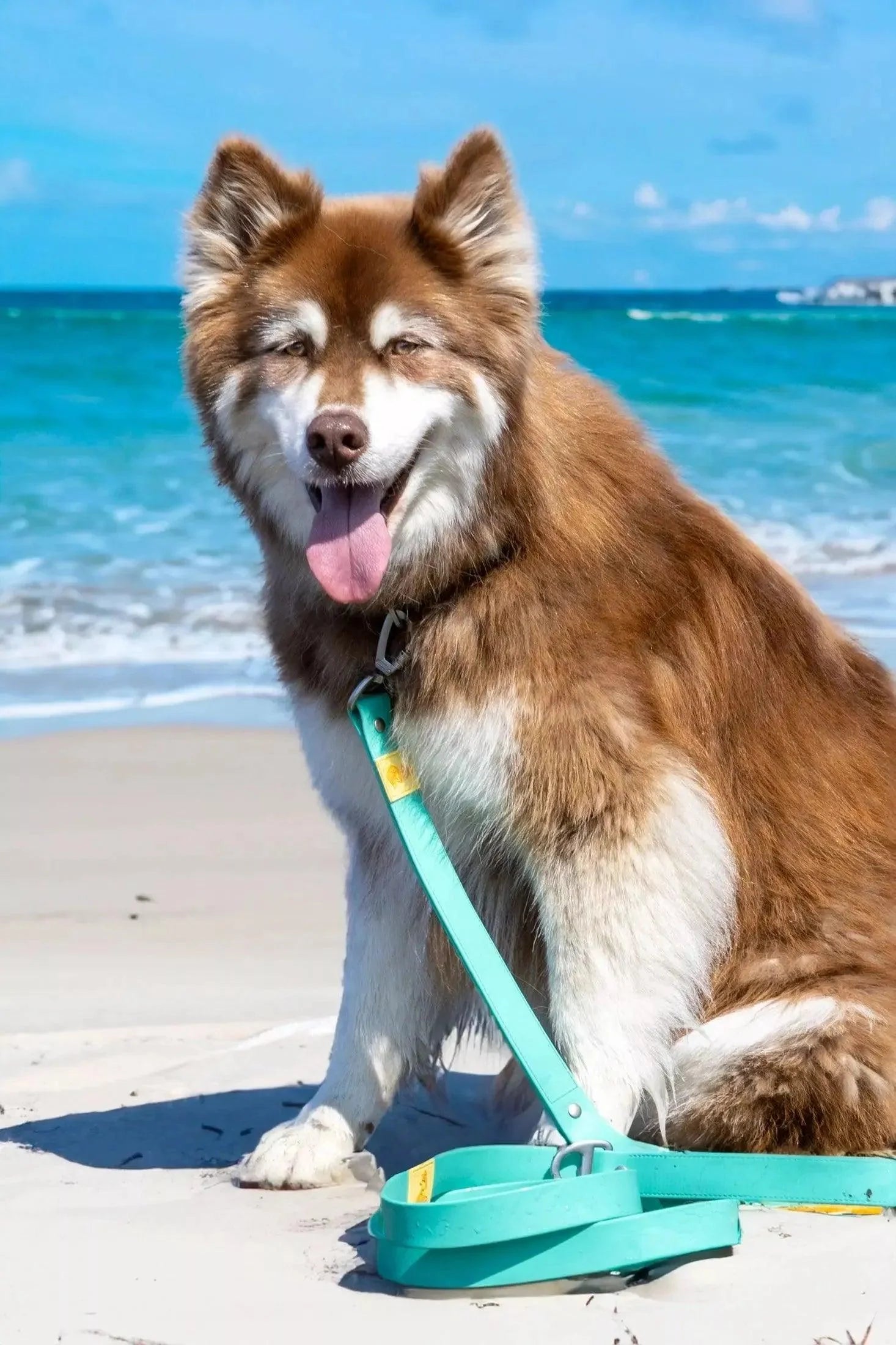 Dog wearing Island Vibes waterproof turquoise leash at the beach